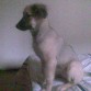 milu mirando tv